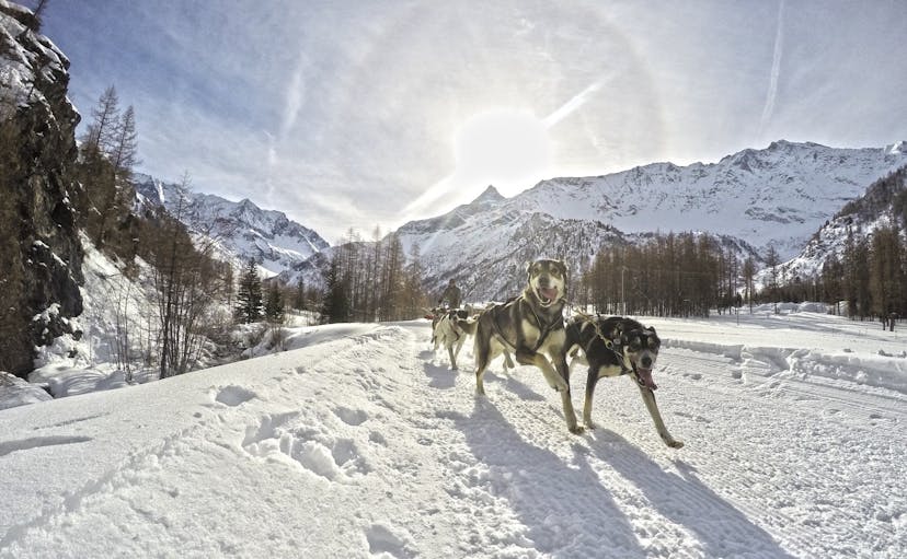 https://a.storyblok.com/f/150663/1920x1184/56282378ba/peisey-vallandry-ski-resort-dog-sledding.jpg